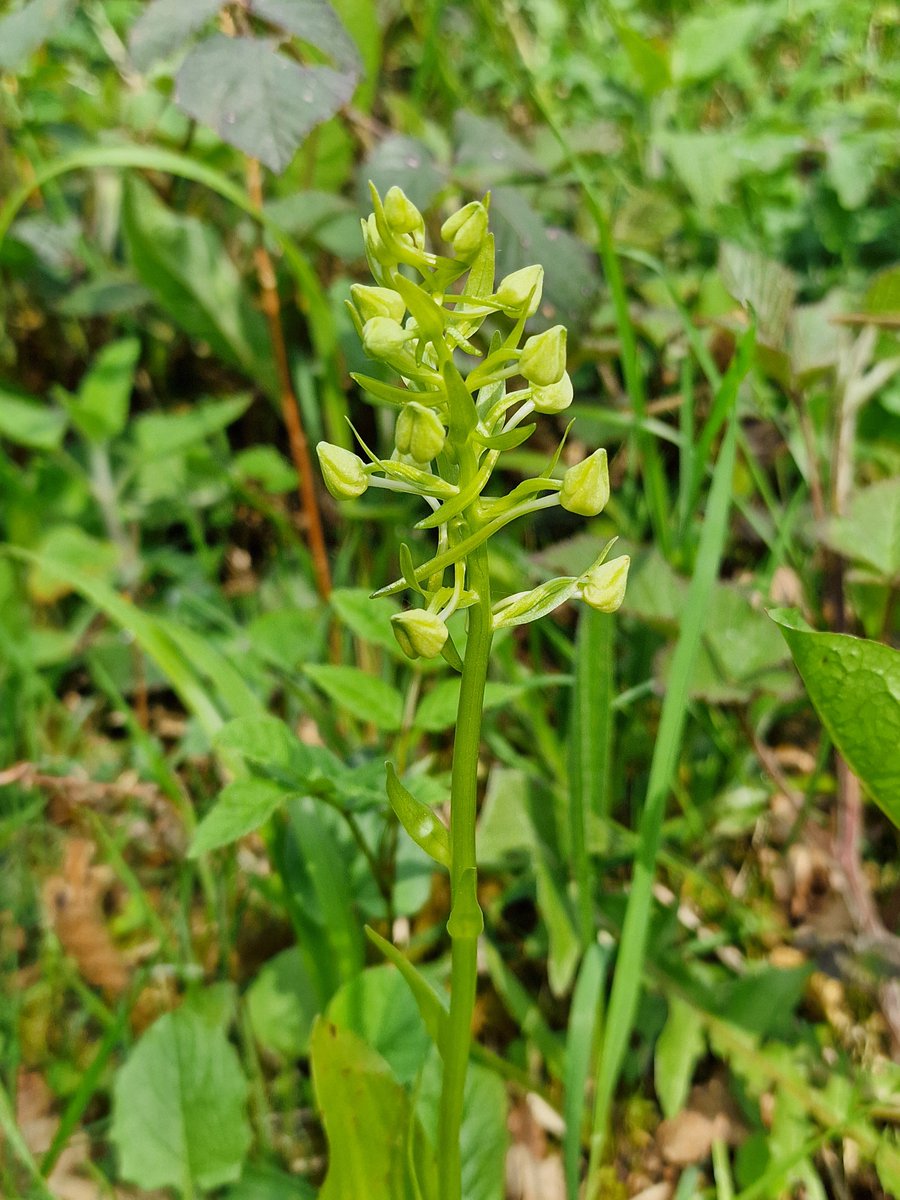 Some Cumbrian Orchids for #wildflowerhour