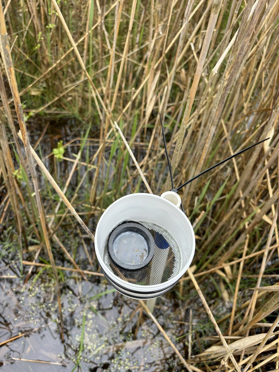 May these moths life be full of eating many invasive Phragmites stems!
