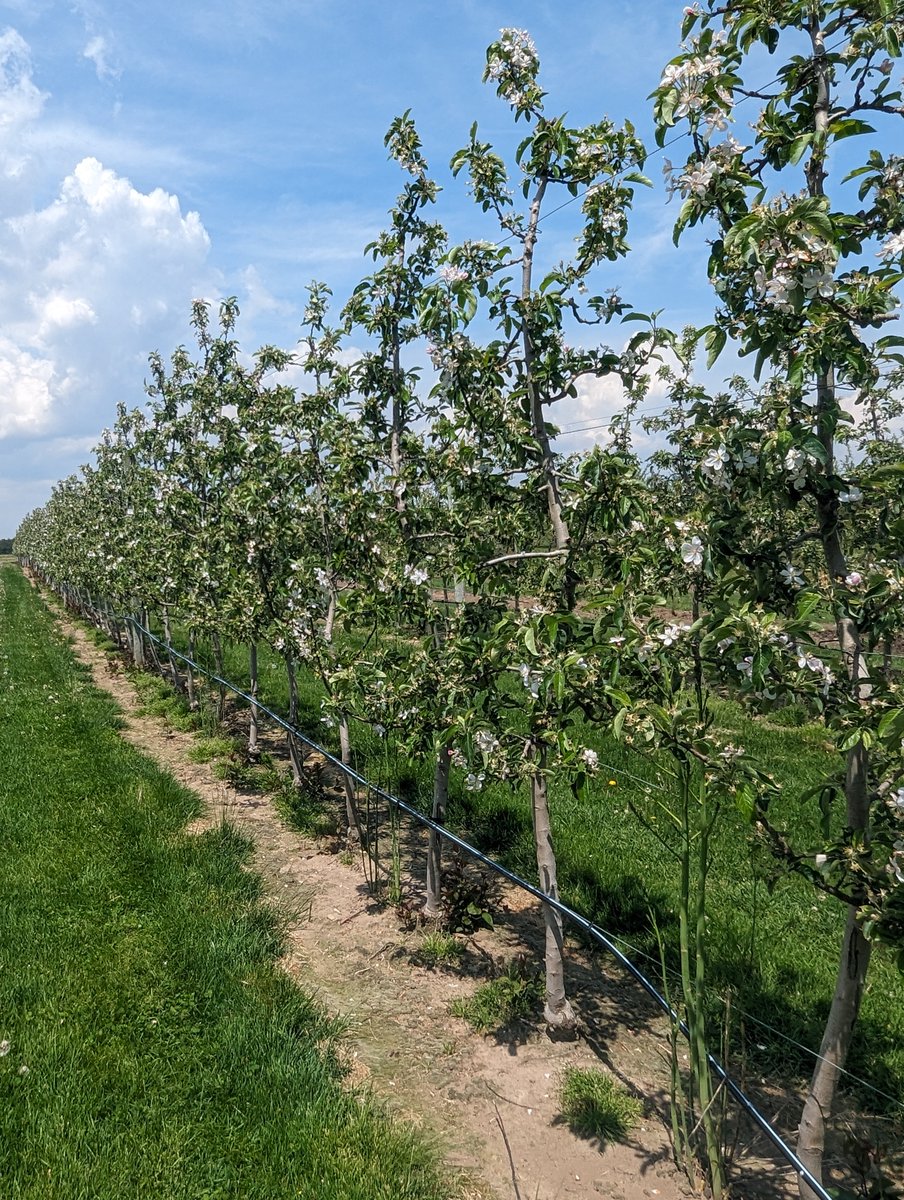 Excellent bloom and pollination conditions over the past 7d. Ambrosia, Gala, and Honeycrisp (HC) king fruitlets are 4.7, 4.8, 4.5 mm, respectively (n=50) as of 14-May. However, bloom is quite protracted with plenty of flowers remaining open on Ambrosia. HC and Gala at petal fall.