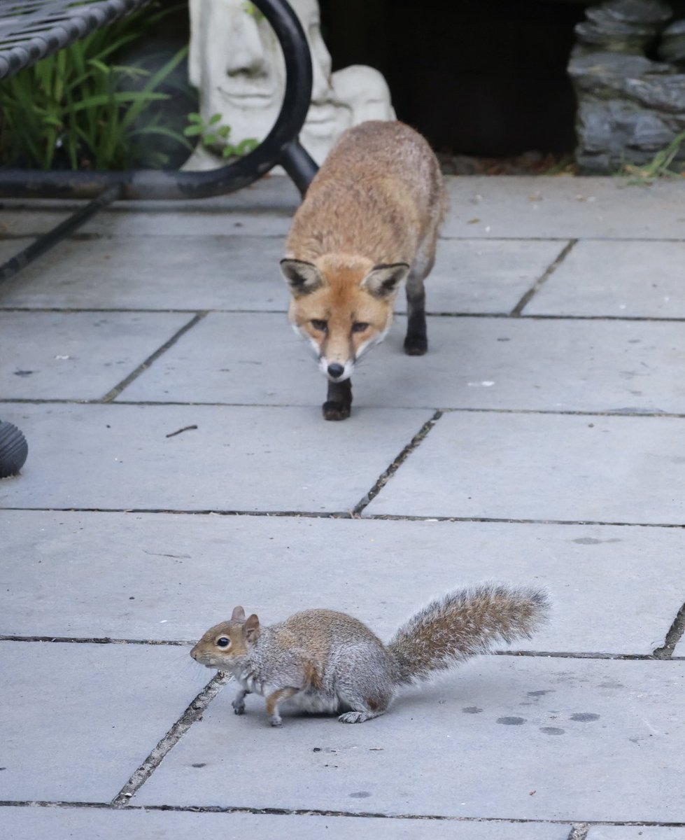 Fox after a squirrel 🦊🐿️ #fox #Foxes #foxinmygarden #foxlovers #FoxOfTheDay #squirrels #photooftheday #squirrel #TwitterNatureCommunity #urbanfox #TwitterNaturePhotography #BBCWildlifePOTD