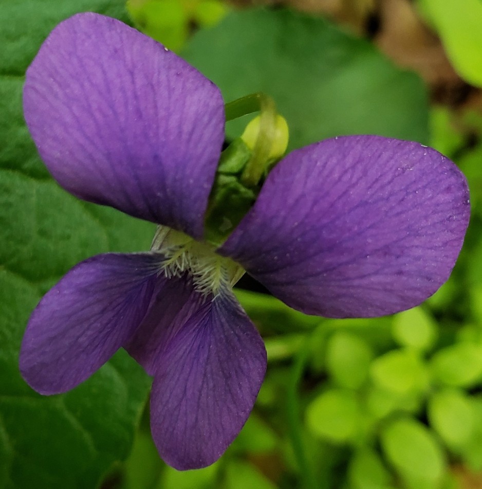 Small wild violet in my garden. I get tons of these.