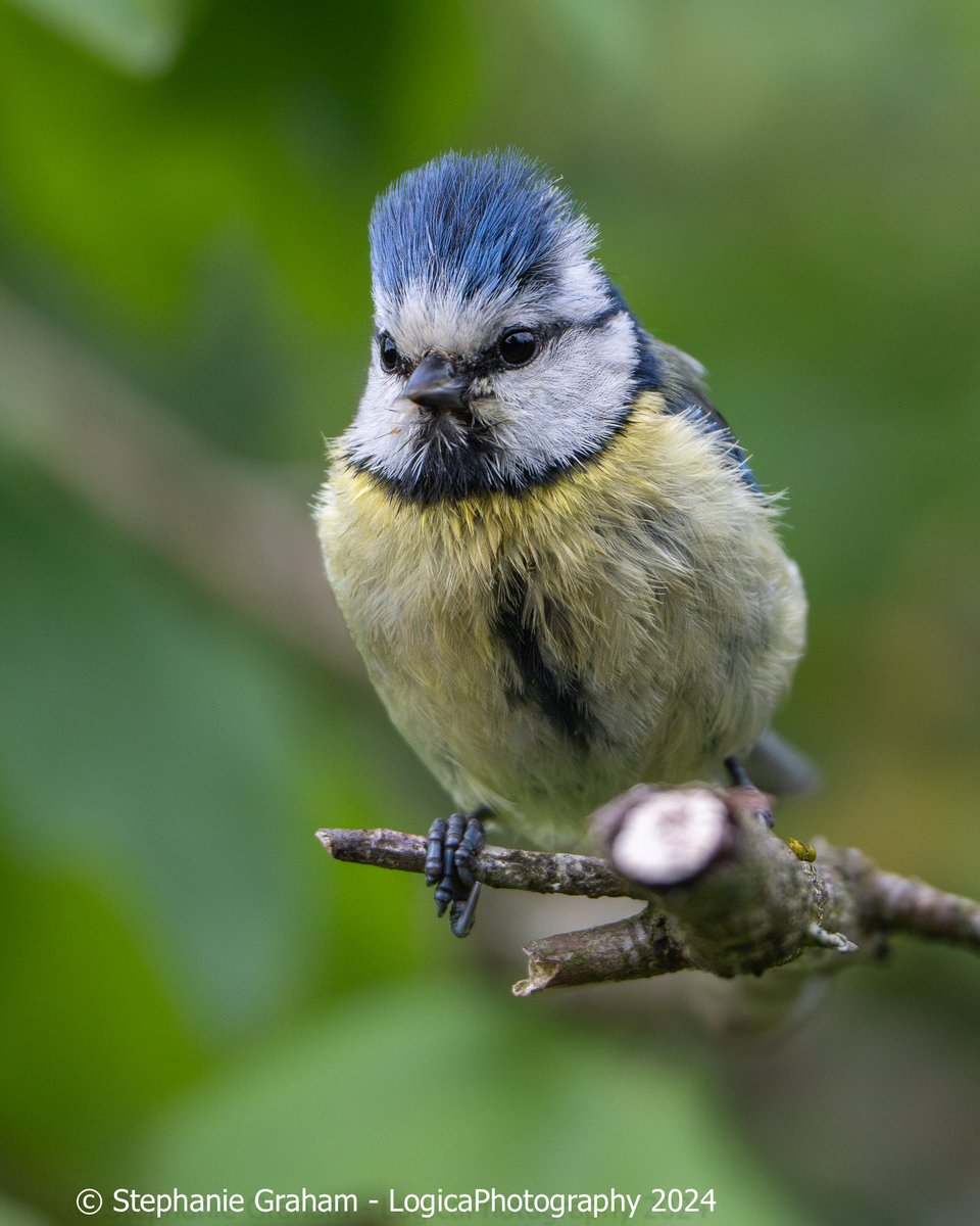 Great news. The bluetits which are nesting in the street light are still going in and out with food. I managed a couple of shots of the male (I think) this evening.