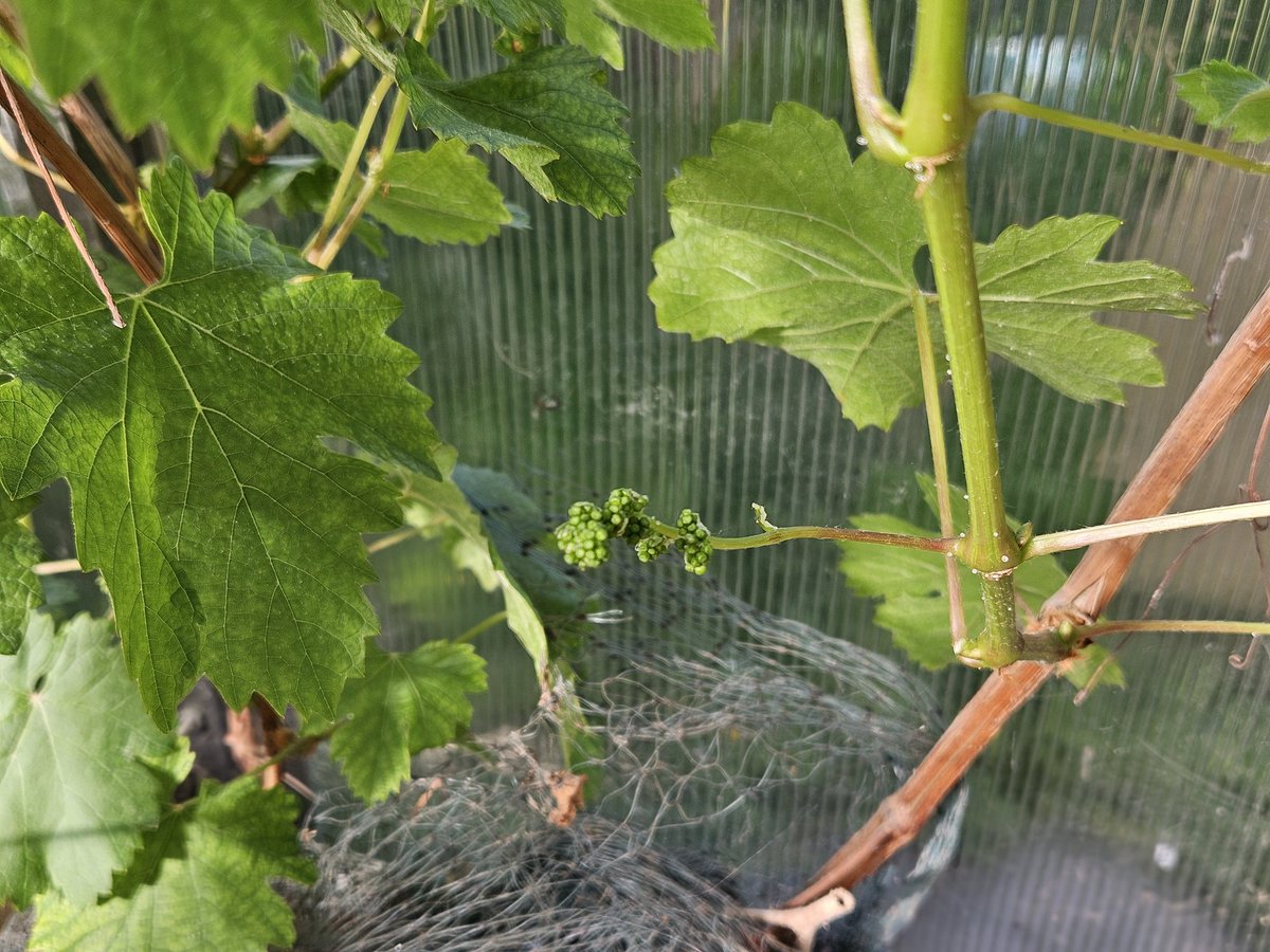 Can you spot the tiny baby grapes? 🍇 Notice how they are growing from a thriving new offshoot of a vine that looks completely dead? Call me old and sentimental but there's a powerful lesson in there for humanity... 💚