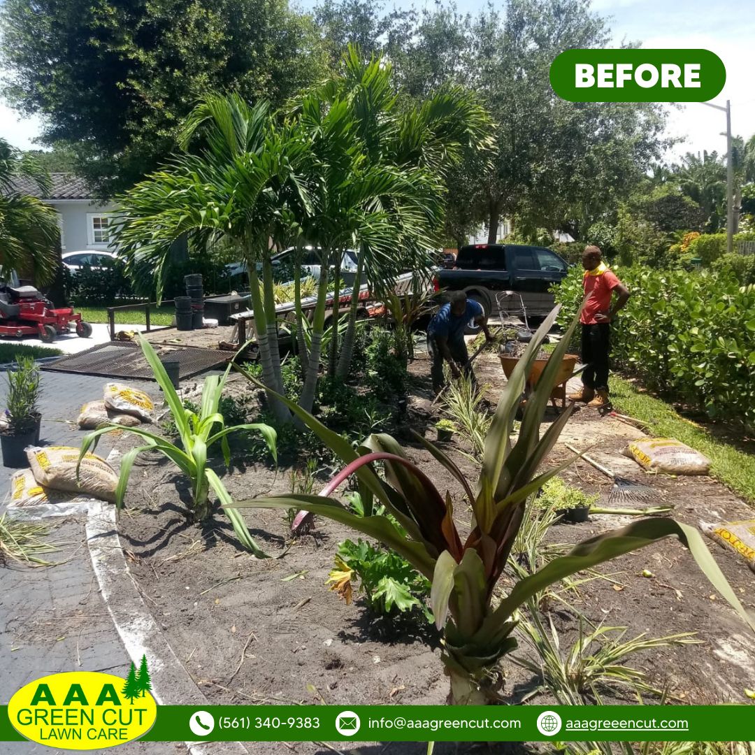 Revitalize Your Landscape: Before and After Mulching! 🌿✨ Experience the incredible transformation of our recent mulching project at AAA Greencut. Contact us today to schedule your mulching service and enjoy a fresh, polished look for your outdoor space! #Mulching