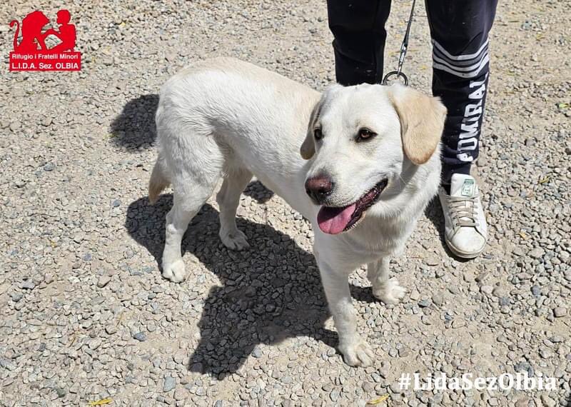 Olbia, 14.05.2024
È stata recuperata da dei turisti portoghesi a Murta Maria. Hanno pubblicato le sue foto sui social ma nessuno li ha contattati. 
Maia è una cagnolina molto buona ed anche ben tenuta, ma non ha microchip.