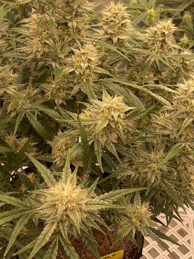 My last run of Auto flowers yielded pounds. We need more so back to photos we go, for good possibly?🤔
#Stonerfam #CannaLand #CannabisCommunity #cannabisculture #Homegrown #growyourown #ensurethecure