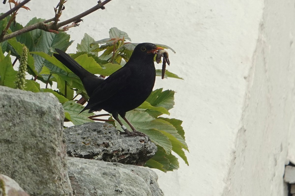 The Courtyard Blackbirds are busy feeding Palmate Newts to their fledglings