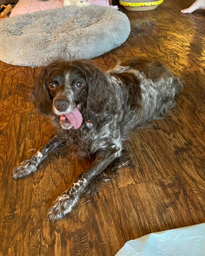 It's Minnie, checking in from her new forever home on tongue out Tuesday! 🏡

👉 Have you considered adopting a senior Brittany? It's a win-win! 🧡🧡

#AdoptASenior #ABRalumni #ABR #AmericanBrittanyRescue #MinnieAndAndy #HappyTails #TongueOutTuesday