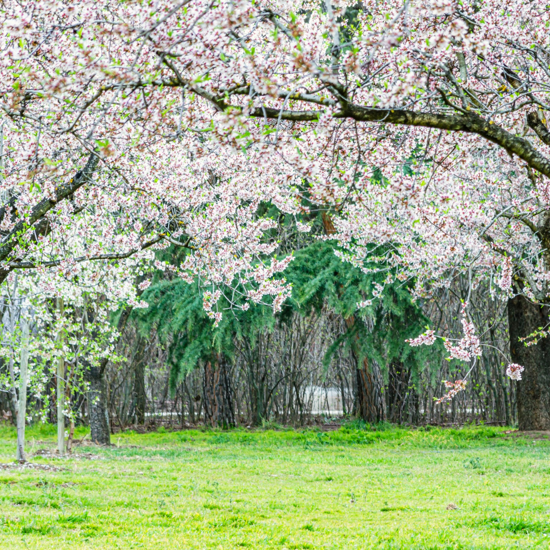 ¡Descubre la impresionante floración de Quinta de los Molinos Madrid en pleno apogeo! 🌸 No te pierdas este espectáculo de la belleza natural que te hipnotizará 🤩🎉 🌺👉 bit.ly/3xDgwPT #TeMerecesEspaña #VisitaEspaña @Visita_Madrid