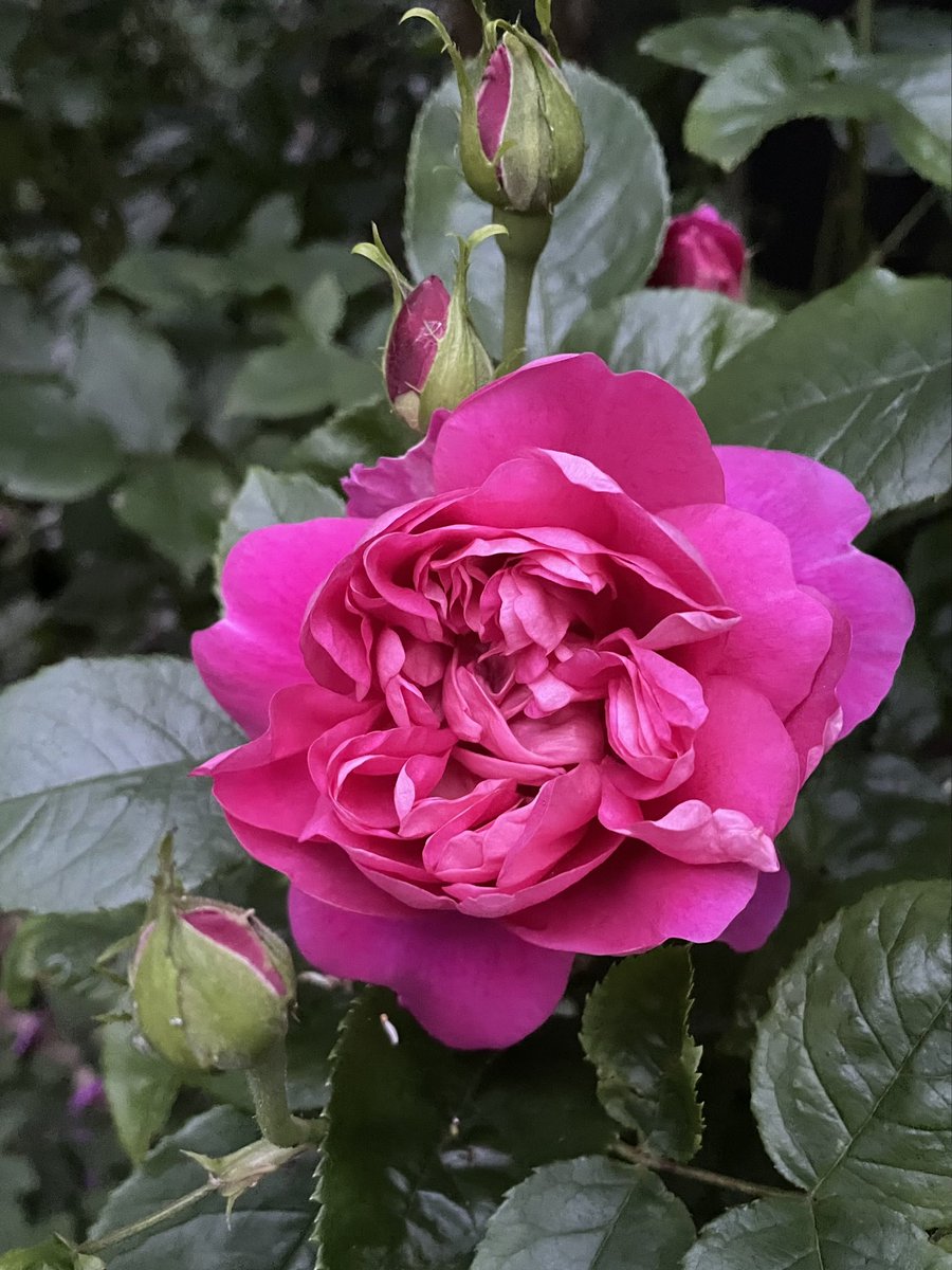 Couldn’t be more excited…..home from work, let the dog into the garden & spotted this utter beauty. It’s been some months in the making, but has certainly exceeded expectations 🥰 #roses #roseperfume #flowers #summerscent #RoseGarden
