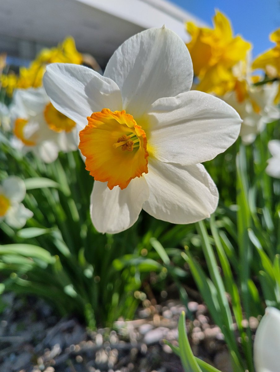 Ahhh, spring! 🤩🌷🌞😎 #Espoo #Finland