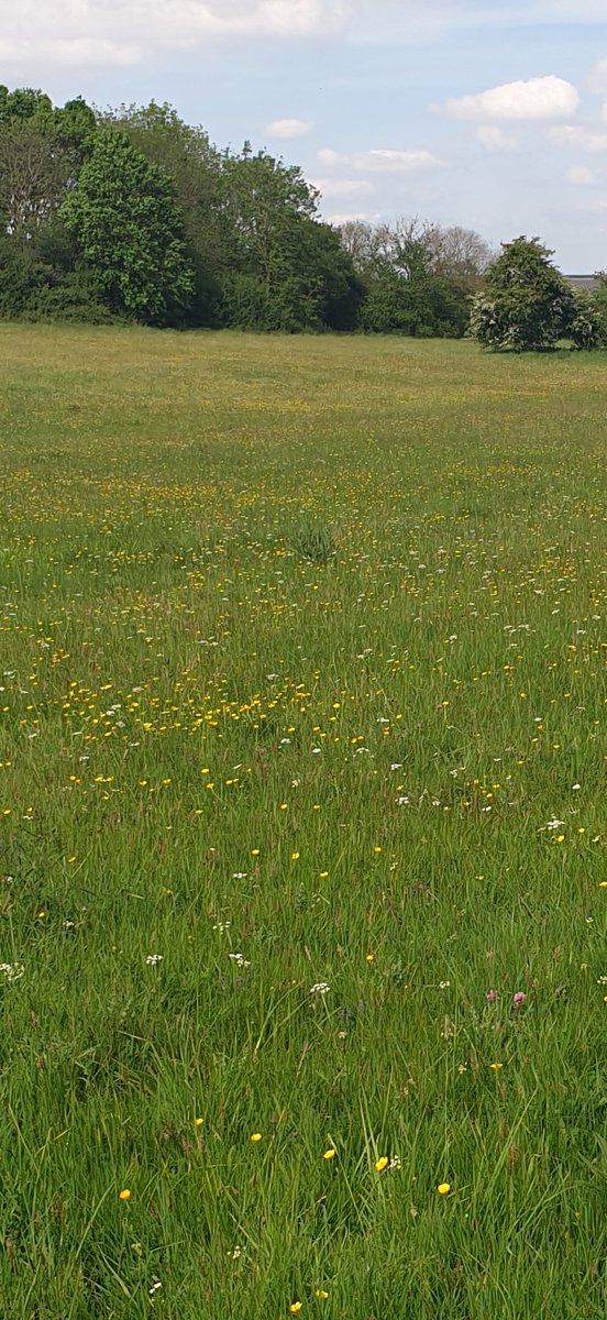 Great day with Louise @BSBIbotany exploring a precious species-rich hay meadow (Leics. & Rutland WT) in Rutland, notable species were Common Milkwort (Polygala vulgaris L.), Saw-wort (Serratula tinctoria), Adder's-tongue (Ophioglossum vulgatum) & Pepper-saxifrage (Silaum silaus).