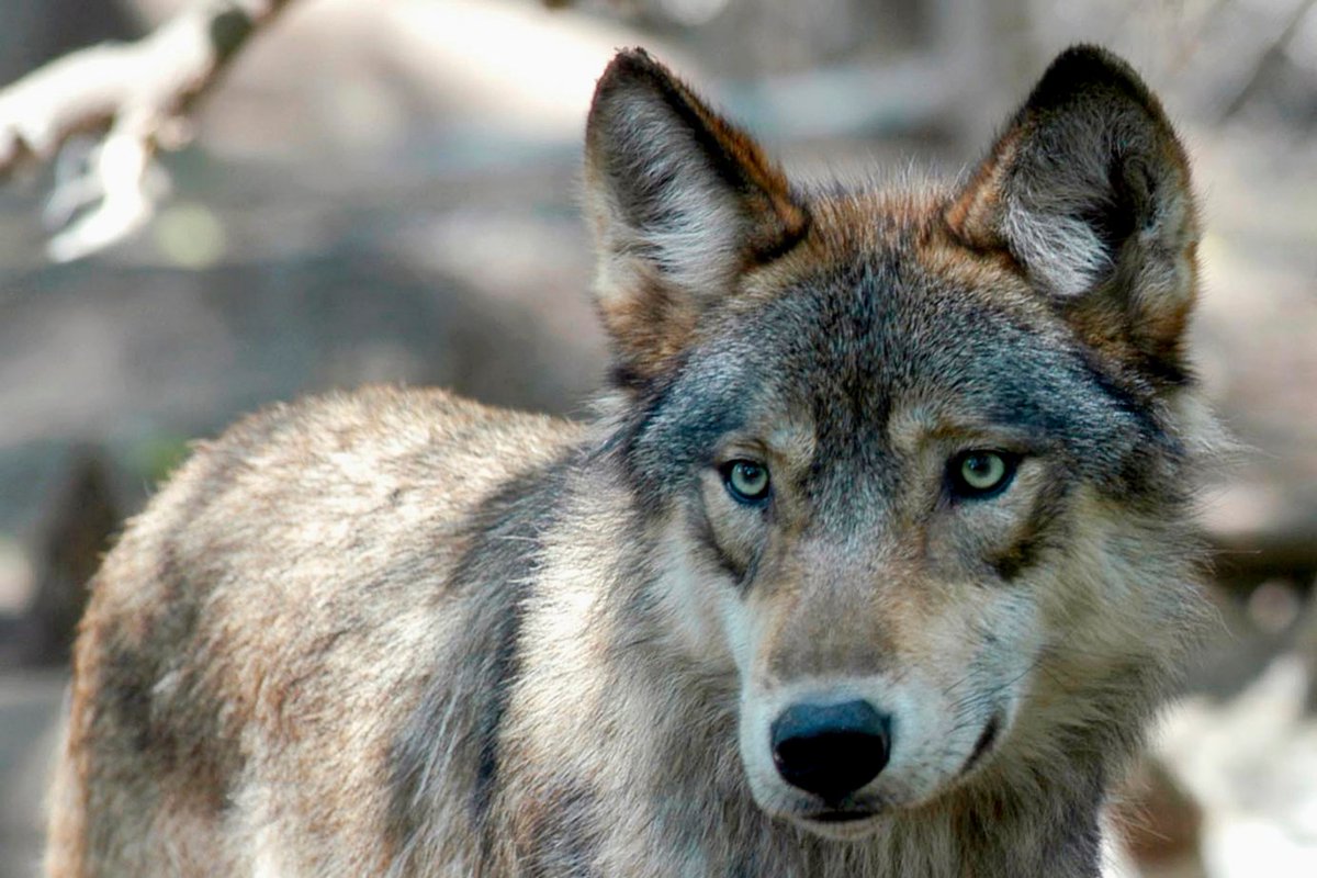 Report: Colorado wolf may have been killed by mountain lion trib.al/KSR9mQo