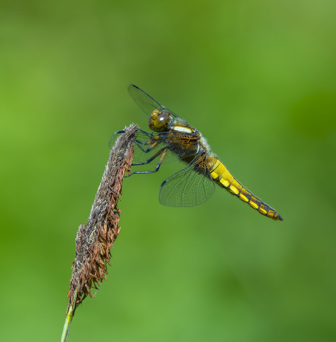 I look every morning at the progress of hatching Dragonflies coming out of our pond. To my amazement so far over a period of a week, we have to date 45+ dragonflies seen hatching and thats only when we have been there to see it happen. We are expecting more, but cant explain why.