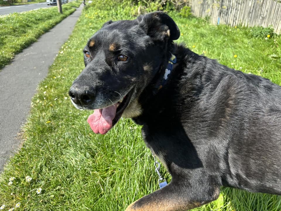 BOBBY would really like to find his forever home. He is around 4 yrs old, sadly his mum had a stroke which has left him in rescue for a few years now
He is a chilled out boy who seems to like everyone he meets
He is a large boy (rottie size) and can be very strong 
#Lincolnshire