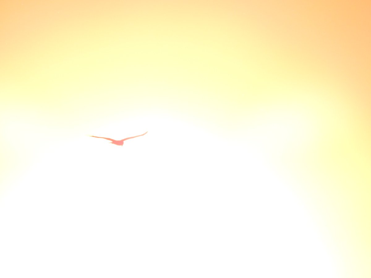 Bruine kiekendief richting ondergaande zon. #mei_nmooistefotos.