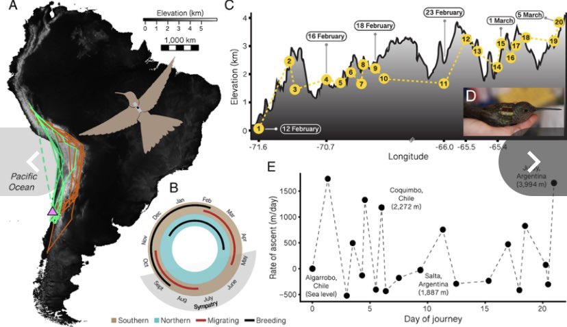 El colibrí más grande del mundo migró distancias tan amplias de Chile a Perú que se establecieron poblaciones migratorias y residentes. Gracias a la genómica y microtracking. Se ha identificado una nueva sp.⛰️Patagona chaski., el mensajero de los incas🌞🪶pnas.org/doi/10.1073/pn…