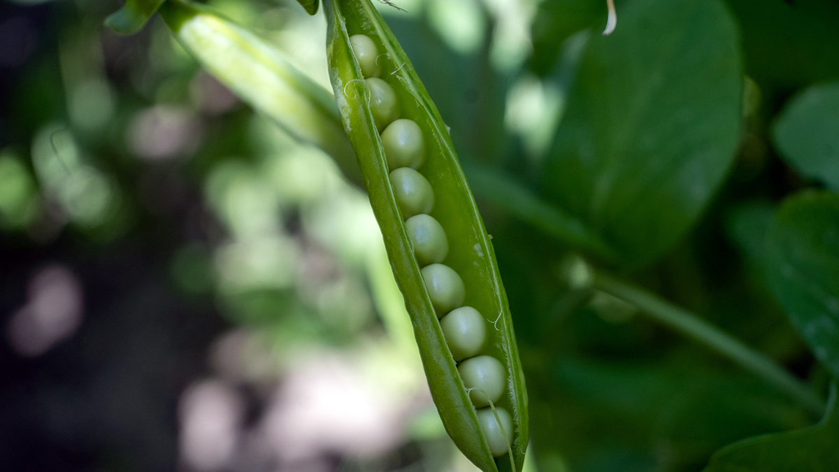 Explore #agriculture and #agronomy with Top & Trending Research from BioOne Complete, including articles from Crop and Pasture Science (@CSIROPublishing), Journal of Resources and Ecology, and @SAAJournal. This collection is free to read through 6/30: ow.ly/hZRl50RGgZZ