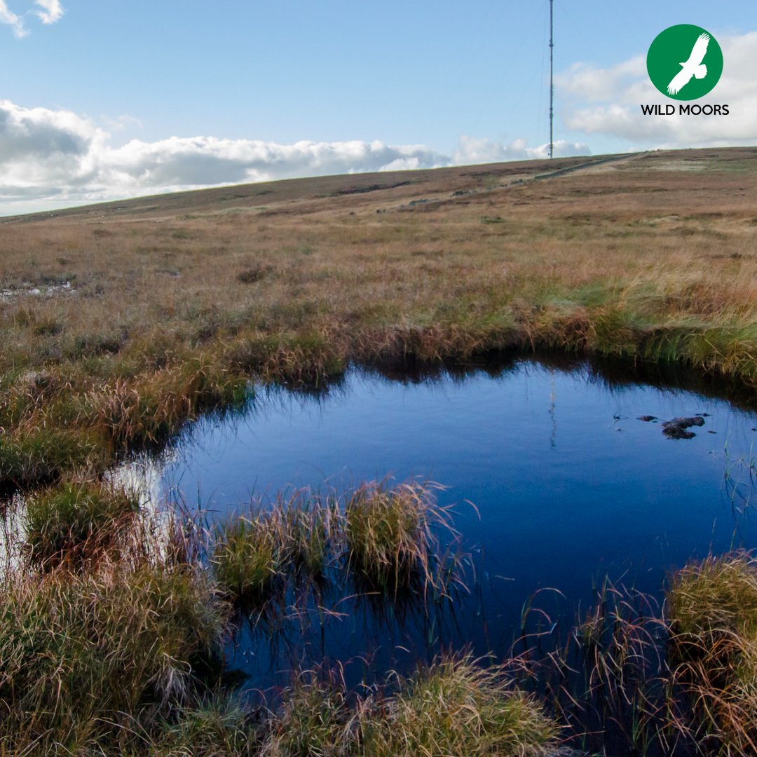 Did you know that peatlands are the UK's largest natural carbon stores on land? We're delighted that @DefraGovUK funding has enabled re-wetting of thousands of hectares of peat bogs this restoration season. Check out more: defraenvironment.blog.gov.uk/2024/05/09/ref…