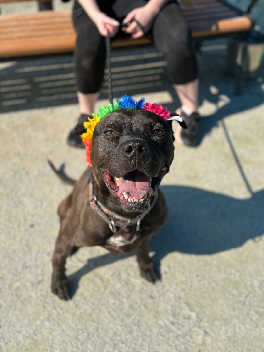 PSPCA's tweet photo. Smokey is all dressed up with no place to go.

We are keeping this handsome boy happy and healthy while he waits for his family. But we are sure he is wondering just how long it will take. Thus far it's been 1,282 days.

That's too many days. https://t.co/aWAagpEbRd