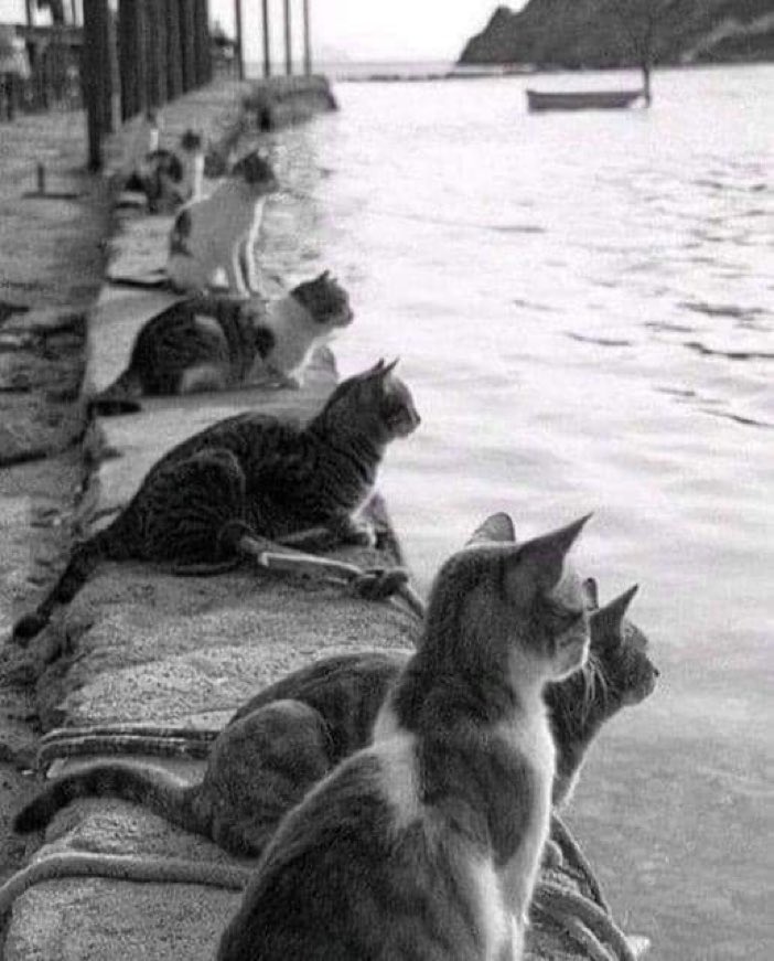 Cats eagerly waiting for fishermen on the beach, Istanbul 1970.