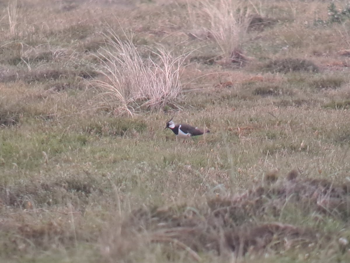 Dankzij een kletsnatte winter zijn de duinvalleien in de Grafelijkheidsduinen @landschapnh bij Den Helder nog steeds drassig. Nooit eerder zag ik hier zoveel territoriale Dodaarzen, Slobeenden en Kieviten als dit broedseizoen. <a href="/Sovon/">Sovon Vogelonderzoek Nederland</a> <a href="/vogelnieuws/">Vogelbescherming NL</a> @SDuinbehoud
