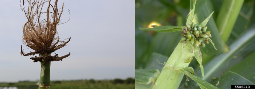 Join the Corn Rootworm Adult Monitoring Network in 2024 dlvr.it/T6tRNY