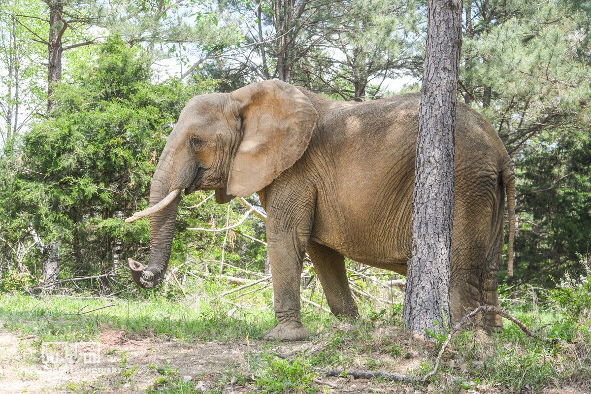 The Maintenance Team recently undertook a bit of spring cleaning by helping to clear fallen trees in Asia Habitat. This facilitates the movement of Care Staff and provides newfound opportunities for Nosey and the other elephants to explore!