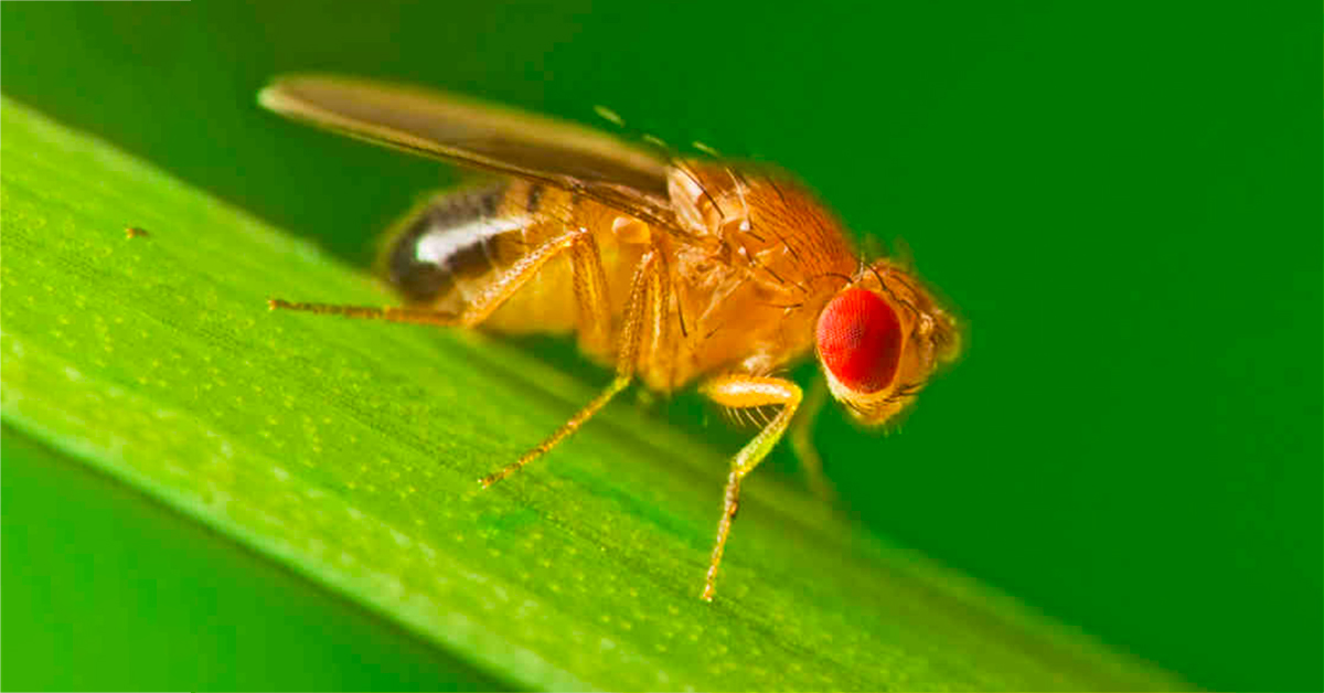 #UofT researchers have identified a gene in fruit flies that regulates their connections to other flies and named it the ‘degrees of Kevin Bacon’ gene. Read more: bit.ly/44PbIDO