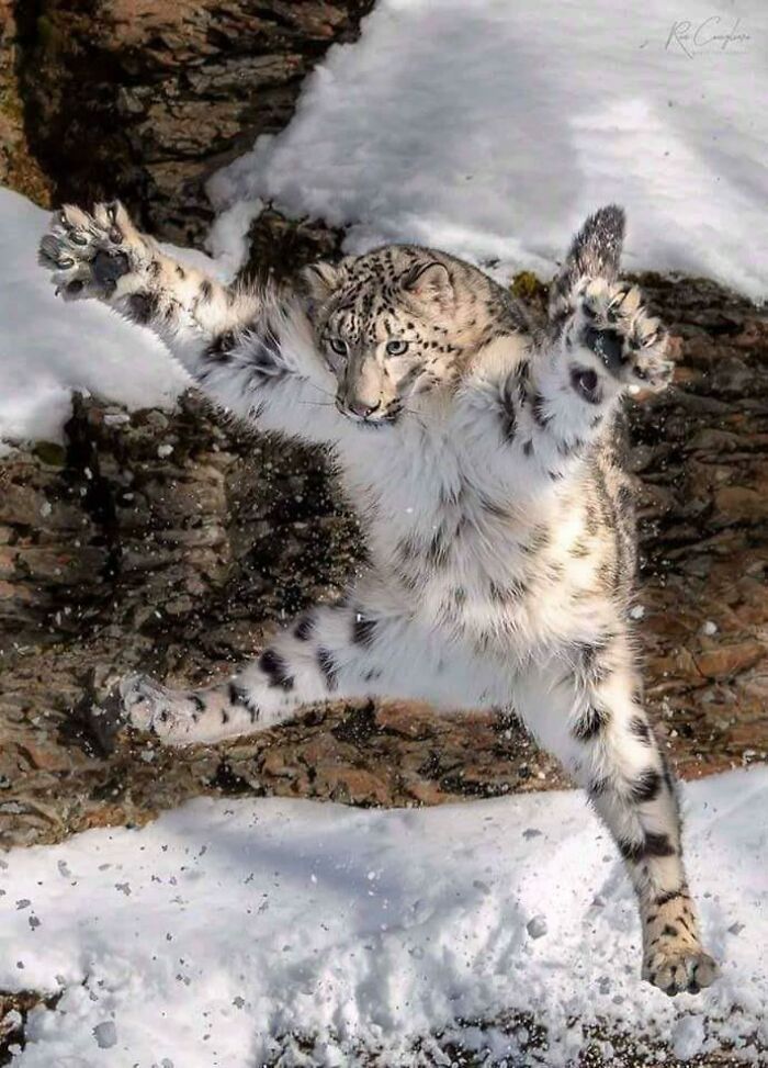 Snow Leopard.❤️‍🔥