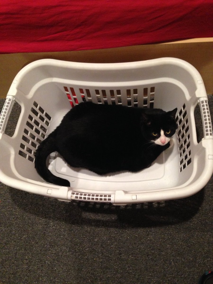 XilliaAngelSonata tweet media