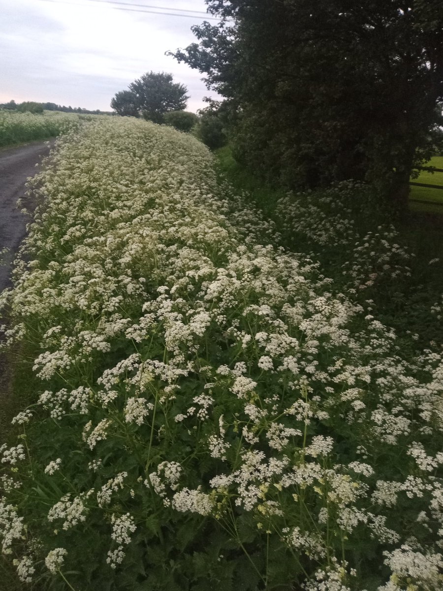 handymelon's tweet image. An ocean of Queen Anne&apos;s Lace on tonight&apos;s Evening Stroll 
#OutForAWalk
