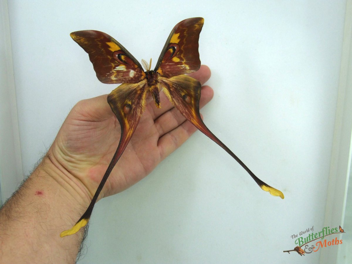 Do you know the reason why several moths in the genus Actias have evolved tails? Their main predators are bats who hunt with sonar and these tails are there to bounce back that sonar but since it is behind them it's technically false information!