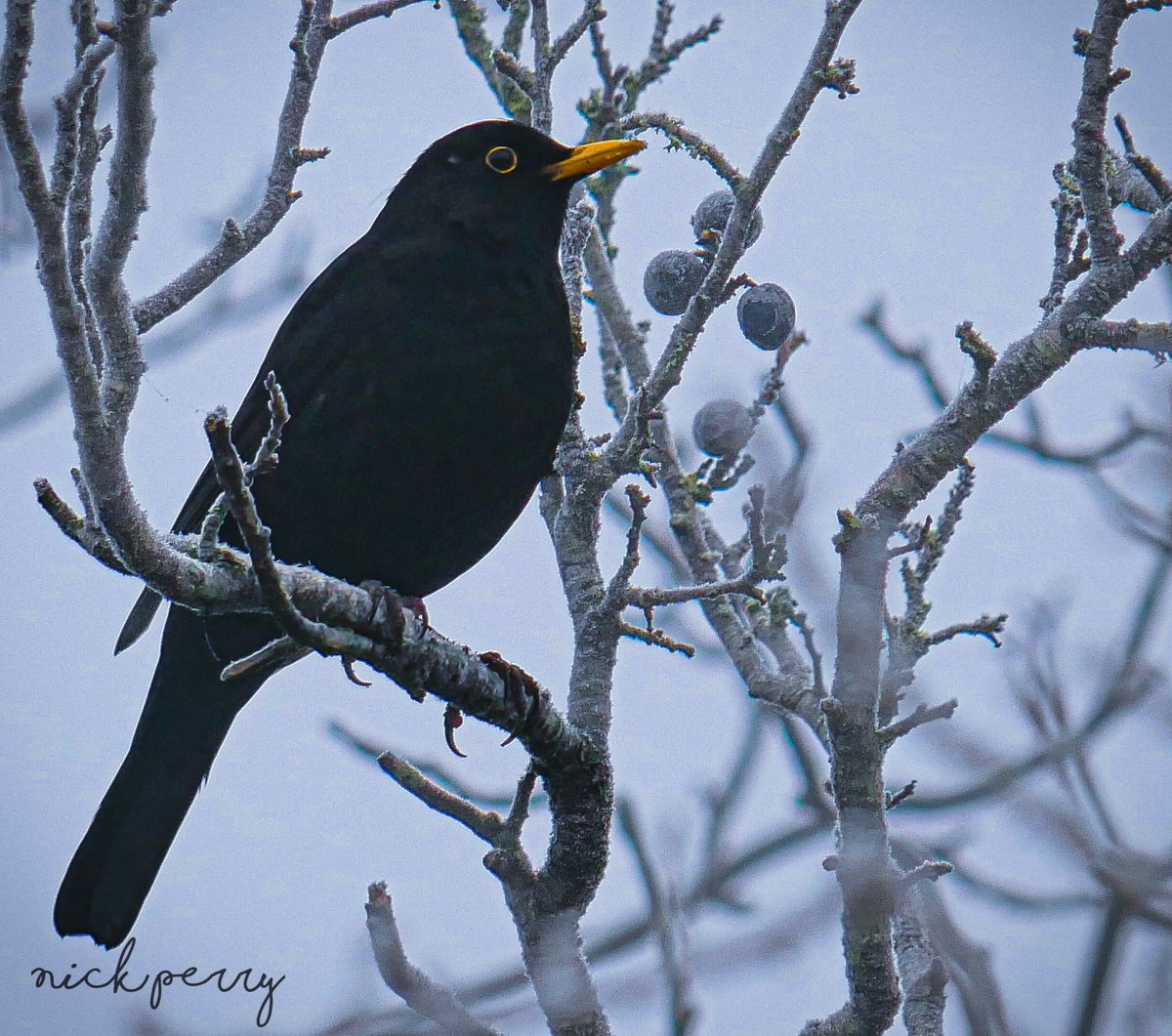 #AlphabetChallenge #WeekT T is for Turdus merula. (Common Blackbird) #TwitterNatureCommunity #TwitterNaturePhotography #BirdsOfTwitter #birding #NatureTherapy🏴󠁧󠁢󠁷󠁬󠁳󠁿