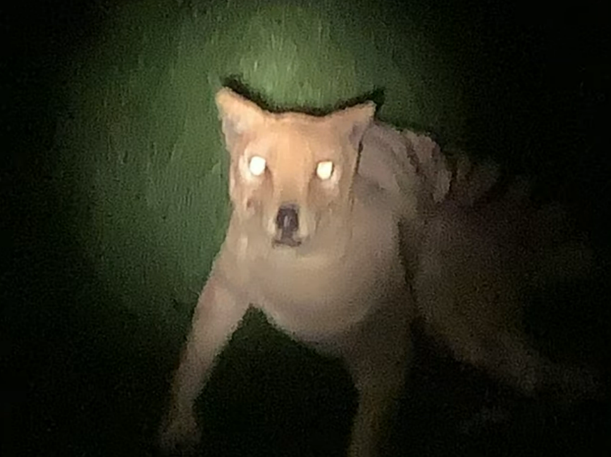 Legendary Cryptids tweet media