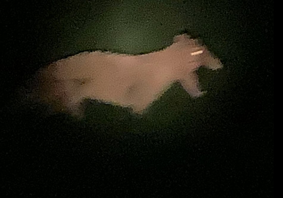 Legendary Cryptids tweet media