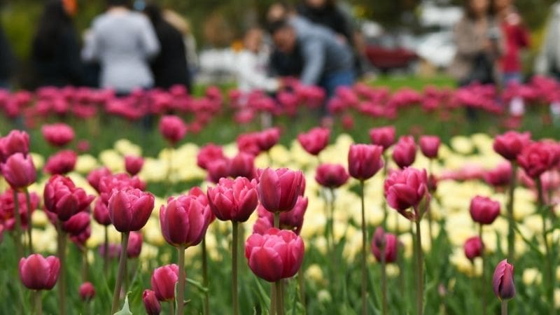 A little rain hasn’t slowed the Canadian Tulip Festival, which was busy as ever for its opening weekend, said executive director Jo Riding.  #Ottawa #ottnews #OBJ #festival #event obj.ca/rain-not-dampe…