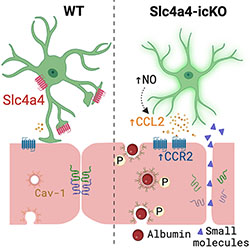 A study published in @CellReports by Dr. Hyun K. Lee, Qi Ye & others @TexasChildrens @bcmhouston reports damaged blood-brain barrier as a cause for #ischemic #stroke, opening potential new avenues for targeted therapies for stroke & related conditions: bit.ly/3QKSLMO