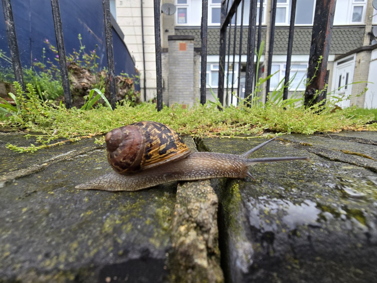 #POTD2024 Day 135 The speed of life! Days are at a snails pace right now. #potd #picoftheday #pictureoftheday #mylifeinpictures #s24ultra #london #southlondon #nature #mothernature #snailspace