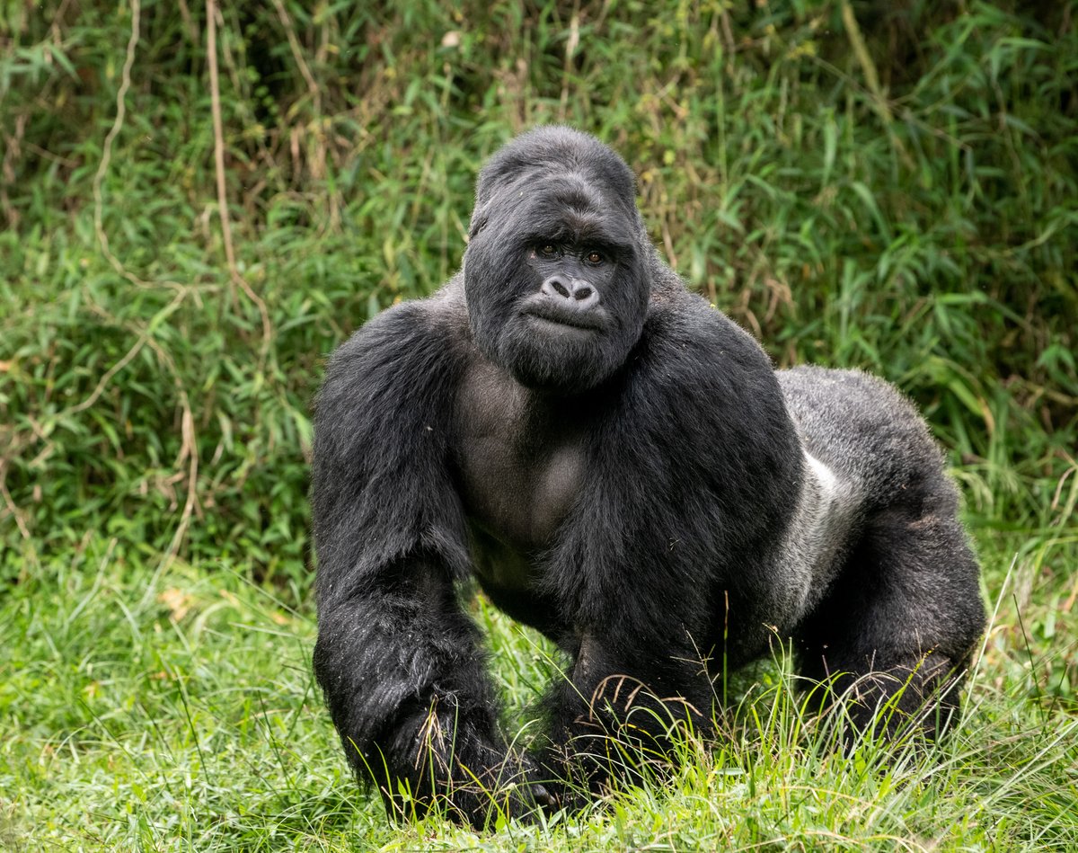 New piece by @ucdavisvetmed Dean Stetter published in @AVMAJAVMA on committing to the #OneHealth approach for tackling complex health challenges, with special shout-outs to our spectrum of programs across the globe: avmajournals.avma.org/view/journals/… 📸: Skyler Bishop for @GorillaDoctors