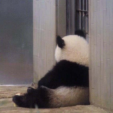 Panda mood