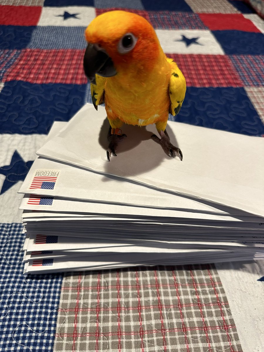 +90 Republican voter registrations ready to be mailed to their respective counties! Yes the bird helped me. 🇺🇸