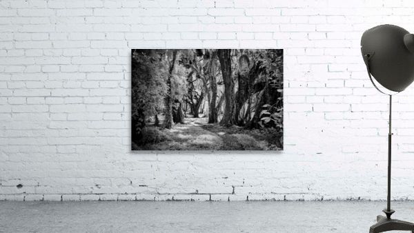 Maui is home to a number of unique and diverse  hardwood forests, which are a great place to spot native birds. Click link for info and pricing buff.ly/3Wufe4n  #maui #forest #hawaii #tropical #botanical #decor #wallart #art4sale #blackandwhite #blackandwhitephotography