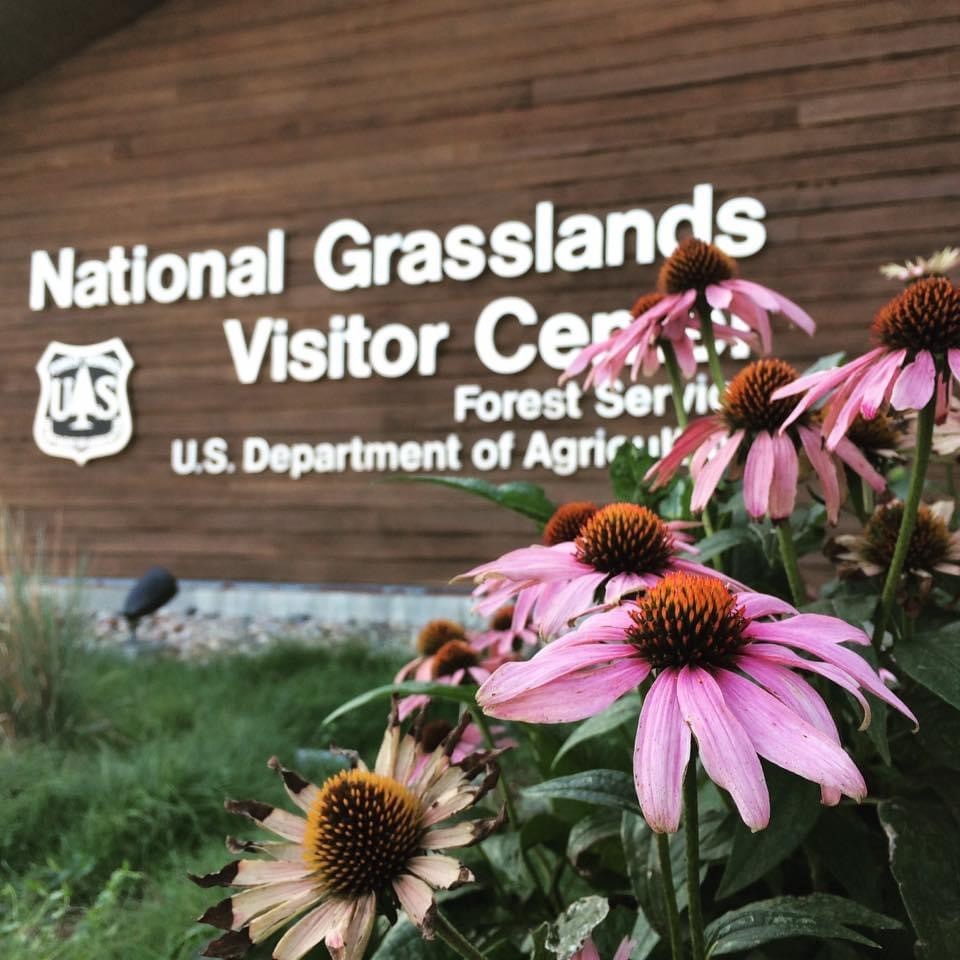 Echinacea is a genus of drought-tolerant wildflowers found in prairies and open wooded areas of eastern &amp; central North America. Echinacea has long been used in traditional medicines for ailments like sore throats, colds, headaches, toothaches, and snake bites. #WildflowerWeek