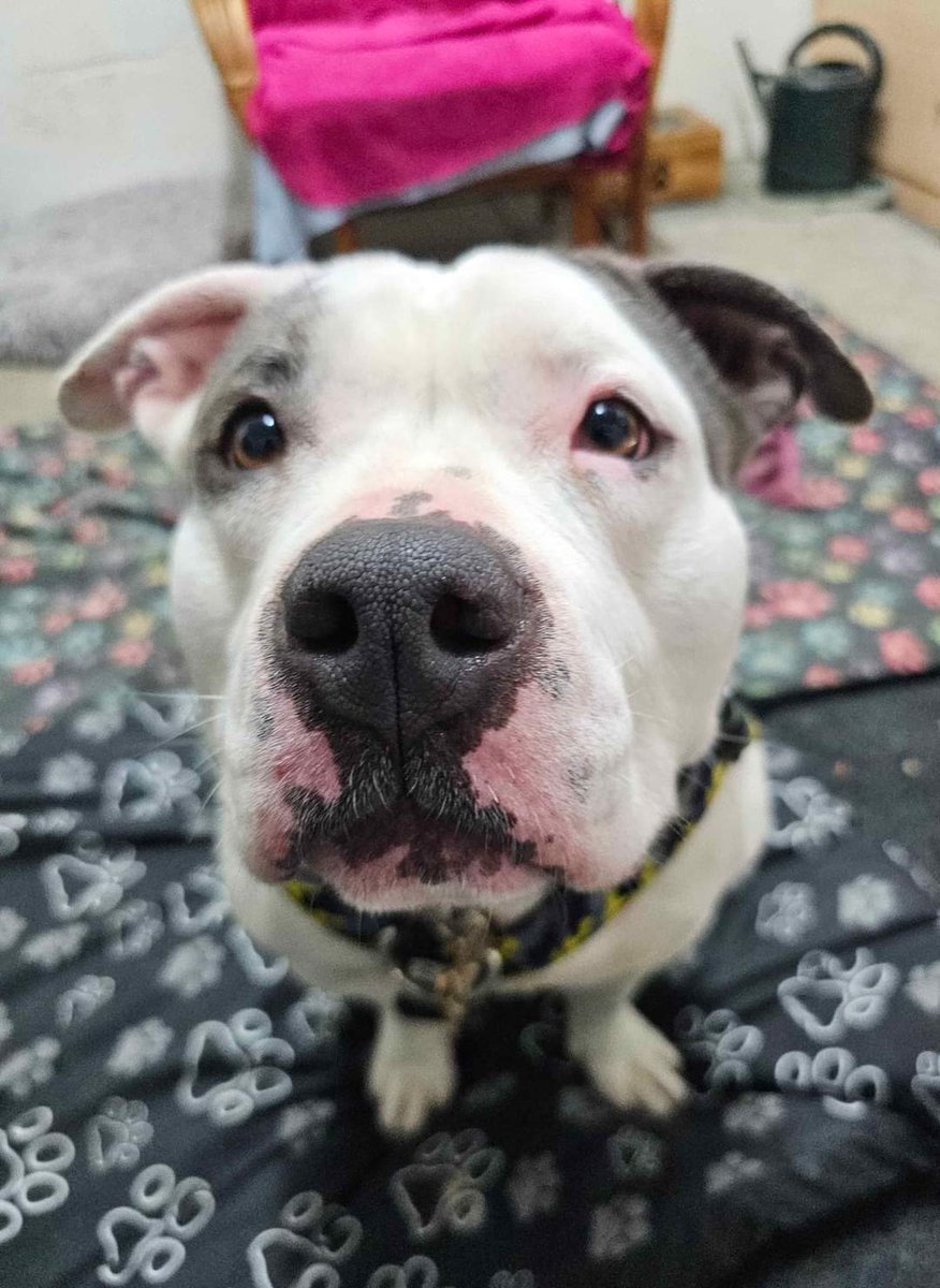 Boop my snoot! 👃 🐽 🤥 

Isn't our girlie Dotty a little beauty!
 
She's at our Worcester kennels and currently being assessed but will soon be looking for her pawfect furever home so stay tuned ❤️
 
seniorstaffyclub.co.uk
#teamzay #AdoptDontShop #RescueMe #adoptme #dogs