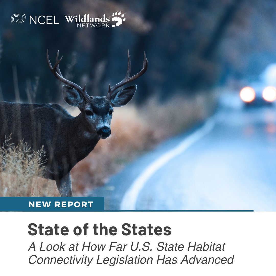 Today we released a new report with @wildlandsnetwrk analyzing #habitatconnectivity policy over the past 25 years. 80% of habitat connectivity legislation has passed within the last 5 years. Check out the drivers & trends and major takeaways: ➡️ ncelenviro.org/articles/new-r…