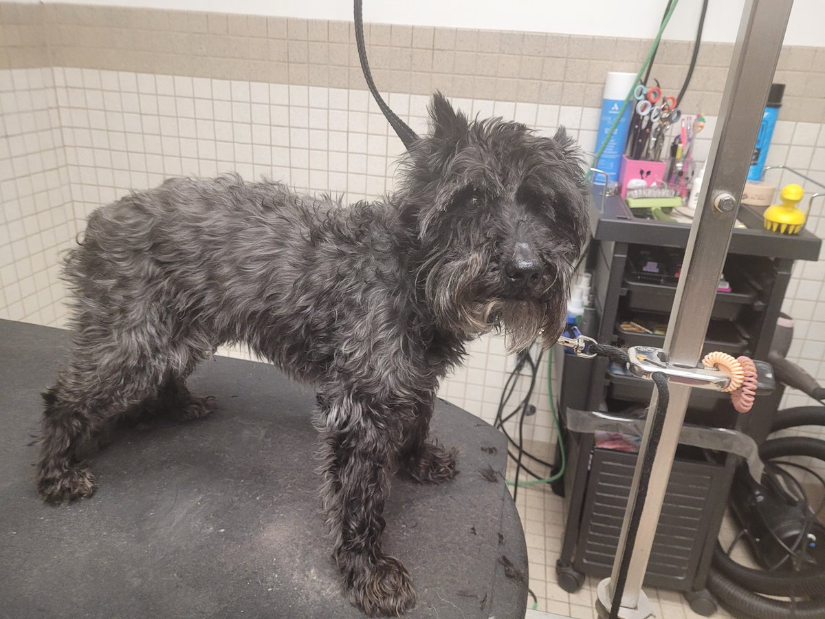 Sweet Schnauzer Lila came in for a groom with Jay the other day 😍💞 Swipe to see the before!

#petgrooming #doggrooming #schnauzergrooming #dogsofinstagram #dogs #dog #doggroomer #petgroomer #pets #pet #groomer #doglover #doglovers #petstylist #petshop #petsofinstagram...