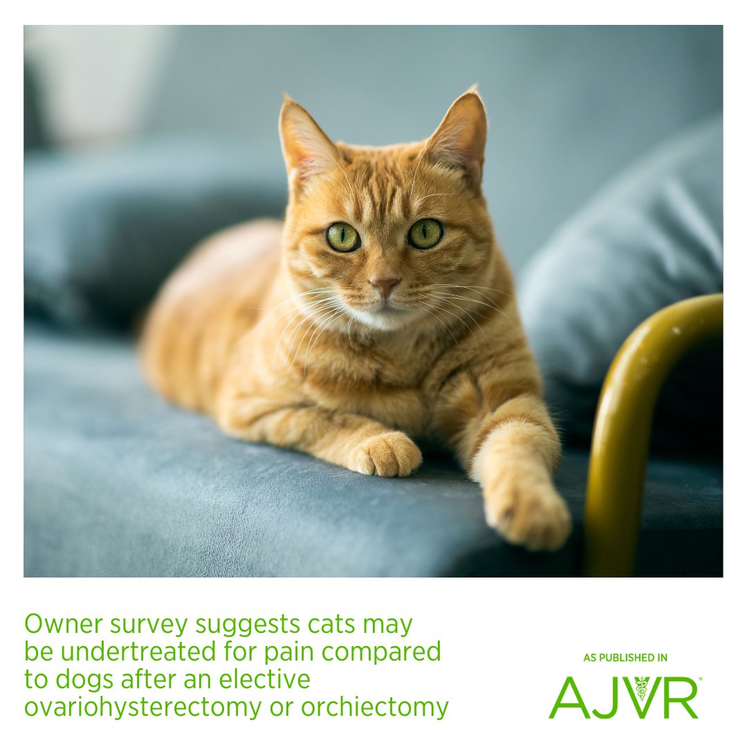 Cats were prescribed analgesics less often than dogs after surgical sterilization. 🐱Open access article: jav.ma/ovhanalgesia @OSUVetCollege #cats #dogs #orchiectomy #ovariohysterectomy #sterilization