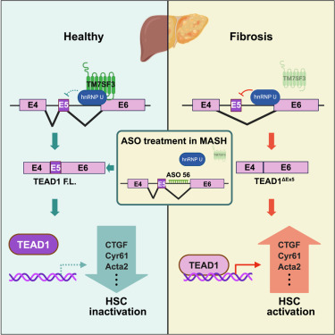 TM7SF3 controls TEAD1 splicing to prevent MASH-induced liver fibrosis dlvr.it/T6tVTY