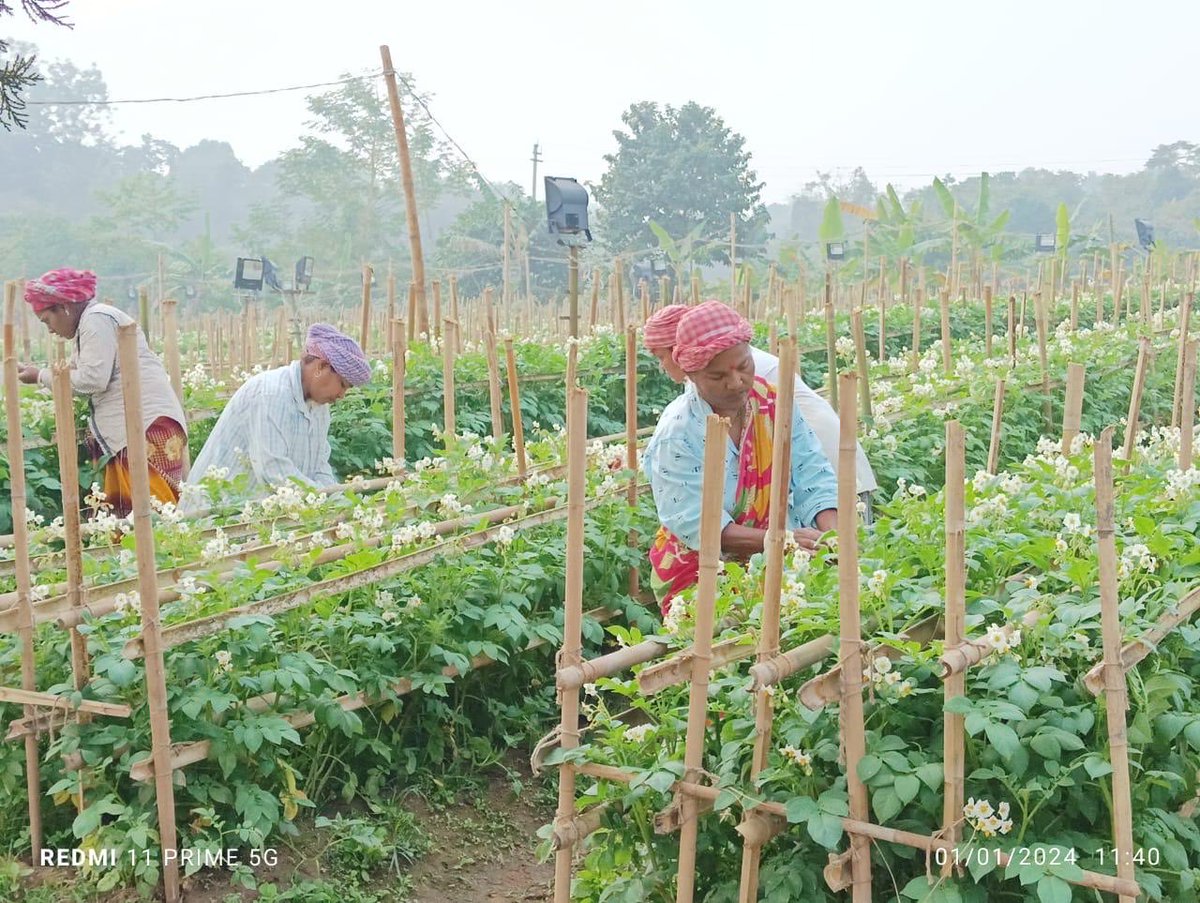 Growing #potatoes from Tetraploid hybrid  True Potato Seed continues for almost 30 years in Tripura India. This is a unique example of how a remote area has improved potato production through utilization of pathogen free botanical seed. Read full story potatocongress.org/stories/hybrid…